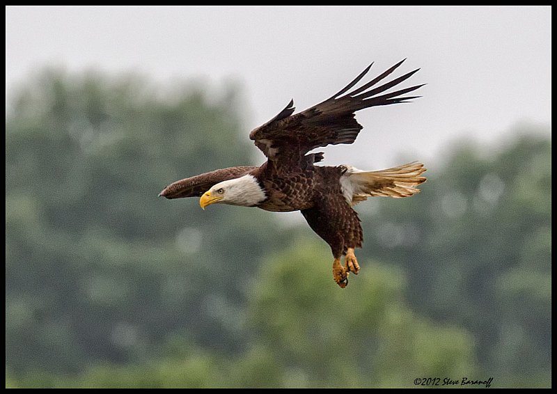 _2SB0447 american bald eagle.jpg